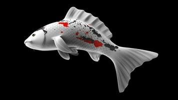 Single Black, Red and White Color Koi Fish 3D Rendering Japanese Carp photo