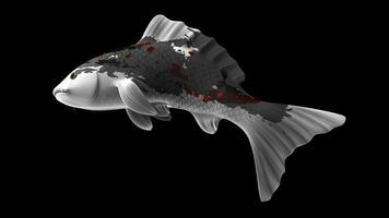 Single Black, Red and White Color Koi Fish 3D Rendering Japanese Carp photo