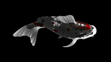 Single Black, Red and White Color Koi Fish 3D Rendering Japanese Carp photo