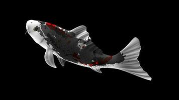 Single Black, Red and White Color Koi Fish 3D Rendering Japanese Carp photo