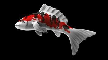 Single Black, Red and White Color Koi Fish 3D Rendering Japanese Carp photo