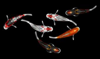 Illustration of 6 colorful koi fish 3d rendering photo