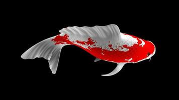 ilustración vistoso 3d representación koi pescado con blanco y rojo color patrones y lado ver foto