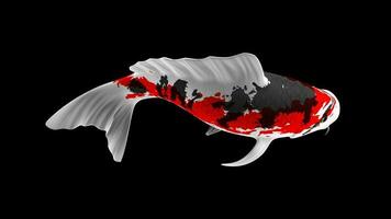 Single Black, Red and White Color Koi Fish 3D Rendering Japanese Carp photo