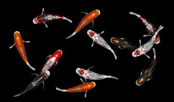 Illustration of 12 colorful koi fish 3d rendering photo