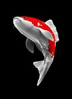 ilustración vistoso 3d representación koi pescado con blanco y rojo color patrones y lado ver foto