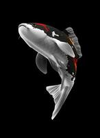 soltero negro, rojo y blanco color koi pescado 3d representación japonés carpa foto
