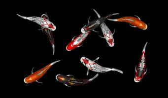 Illustration of 10 colorful koi fish 3d rendering photo