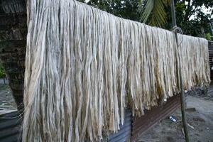 Close-up shot of raw jute fiber hanging under the sunlight for drying. Brown jute fiber texture photo