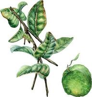 Branch of tree and guava fruit watercolor illustration isolated on white background. Guajava with green leaves, tropical plant hand drawn. Design element for wrapping, packaging, label, poster vector