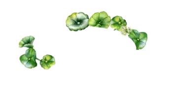 ram av centella Asiatica, ört- växter vattenfärg illustration. pennywort, har dig kola, avrundad löv krans hand ritade. design för paket, märka, ört- växter samling. png