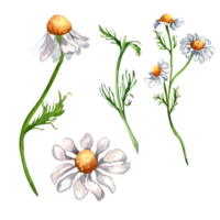 uppsättning av kamomill medicinsk växt vattenfärg illustration. daisy gul blomma, användbar ört kamomill hand ritade. design för märka, paket, vykort. png