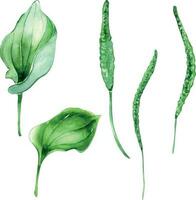 Plantago medicinal plant watercolor illustration isolated on white background. Plantain green useful herb, psyllium hand drawn. Design for label, package, postcard vector