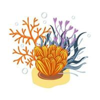 Corals and seaweed. Botanical Illustration vector