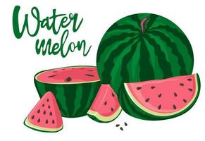 Watermelons, whole, half and slices. Green striped berry with red pulp and brown seeds vector