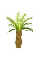 Palm trees are isolated on white background. Beautiful palm tree illustration. Coconut tree illustrations vector