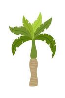 Palm trees are isolated on white background. Beautiful palm tree illustration. Coconut tree illustrations vector