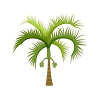 Palm trees are isolated on white background. Beautiful palm tree illustration. Coconut tree illustrations vector