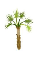 Palm trees are isolated on white background. Beautiful palm tree illustration. Coconut tree illustrations vector