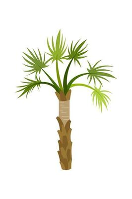Palm trees are isolated on white background. Beautiful palm tree illustration. Coconut tree illustrations