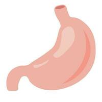 Human stomach, anatomy detail, illustration of a human stomach vector