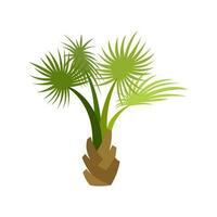 palma arboles son aislado en blanco antecedentes. hermosa palma árbol ilustración. Coco árbol ilustraciones vector