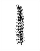 Hand drawn twig in doodling style. Botanical decorative element  in outline style.Black line on white isolated background. vector