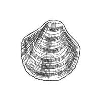 Hand drawn sketch of seashell, clam, conch. Scallop sea shell, sketch style vector illustration isolated on white background.