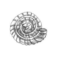 Hand drawn sketch of  prehistoric ammonite, seashell. Sketch style vector illustration isolated on white background.