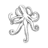 Hand drawn sketch of octopus. Vector aquatic monochrome  illustration isolated on white background.