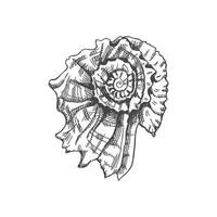 Hand drawn sketch of  prehistoric ammonite, seashell. Sketch style vector illustration isolated on white background.