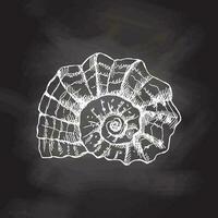 Hand drawn white sketch of  prehistoric ammonite, seashell. Sketch style vector illustration isolated on chalkboard  background.