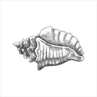 Hand drawn sketch of seashell, clam, conch. Scallop sea shell, sketch style vector illustration isolated on white background.