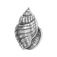 Hand drawn sketch of seashell, clam, conch. Scallop sea shell, sketch style vector illustration isolated on white background.