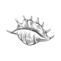 Hand drawn sketch of seashell, clam, conch. Scallop sea shell, sketch style vector illustration isolated on white background.