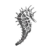 Hand drawn sketch of seahorse. Vector aquatic monochrome  illustration isolated on white background.