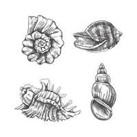 Seashells,  ammonite vector set. Hand drawn sketch illustration. Collection of realistic sketches of various molluscs sea shells of various shapes isolated on white background.