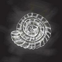 Hand drawn white sketch of  prehistoric ammonite, seashell. Sketch style vector illustration isolated on chalkboard  background.