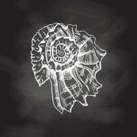 Hand drawn white sketch of  prehistoric ammonite, seashell. Sketch style vector illustration isolated on chalkboard  background.