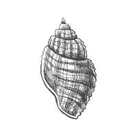 Hand drawn sketch of seashell, clam, conch. Scallop sea shell, sketch style vector illustration isolated on white background.