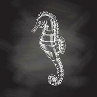 Hand drawn white sketch of seahorse. Vector aquatic monochrome  illustration isolated on chalkboard  background.
