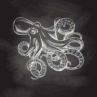 Hand drawn white sketch of octopus. Vector aquatic monochrome  illustration isolated on chalkboard  background.