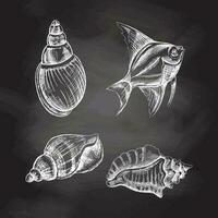 Seashells,  tropical fish vector set. Hand drawn white  sketch illustration. Collection of realistic sketches of various molluscs sea shells of various shapes isolated on chalkboard background.