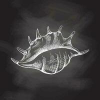 Hand drawn sketch of seashell, clam, conch. Scallop sea shell, sketch style vector illustration isolated on chalkboard background.