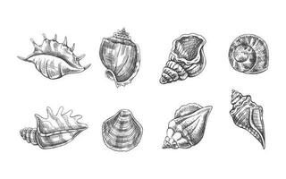 Seashells,  ammonite vector set. Hand drawn sketch illustration. Collection of realistic sketches of various molluscs sea shells of various shapes isolated on white background.