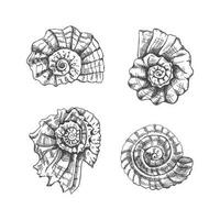 Seashells,  ammonite vector set. Hand drawn sketch illustration. Collection of realistic sketches of various molluscs sea shells of various shapes isolated on white background.