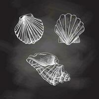 Seashells,  scallop seashell vector set. Hand drawn white sketch illustration. Collection of realistic sketches of various  ocean creatures  isolated on chalkboard background.