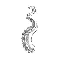 Hand drawn sketch of octopus tentacle. Vector aquatic monochrome  illustration isolated on white background.