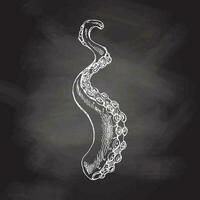 Hand drawn white sketch of octopus tentacle. Vector aquatic monochrome  illustration isolated on chalkboard  background.