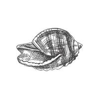 Hand drawn sketch of seashell, clam, conch. Scallop sea shell, sketch style vector illustration isolated on white background.